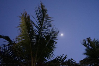 Nisan ayında Khor Fakkan şehrinde Cocos Nucifera ağaçlarının üzerinde ay parlar. Hindistan cevizi ağacı, Cocos nucifera palmiye ağacının bir üyesidir. Şeriat, Birleşik Arap Emirlikleri.