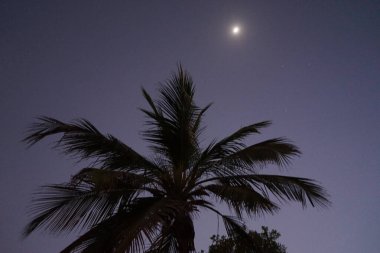 Nisan ayında Khor Fakkan şehrinde Cocos Nucifera ağacının üzerinde ay parlar. Hindistan cevizi ağacı, Cocos nucifera palmiye ağacının bir üyesidir. Şeriat, Birleşik Arap Emirlikleri. 