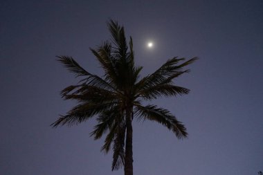 Nisan ayında Khor Fakkan şehrinde Cocos Nucifera ağacının üzerinde ay parlar. Hindistan cevizi ağacı, Cocos nucifera palmiye ağacının bir üyesidir. Şeriat, Birleşik Arap Emirlikleri. 