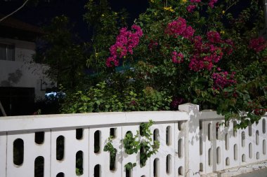 Nisan ayında Bougainvillea spectabilis ve Tecoma stans çiçek açar. Tecoma stans (
