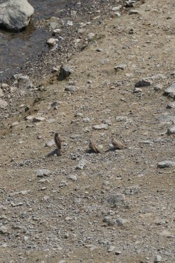 Üç kadın serçe, Passer domesticus, Nisan ayında El Rafisah Barajı dinlenme alanındaki Hawd al Bid 'ah rezervuarının kıyısında oturuyor. Serçe, Serçe familyasından bir kuş türü. Wadi Wshee, Sharjah, BAE.              