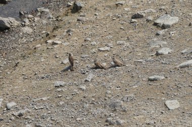 Üç kadın serçe, Passer domesticus, Nisan ayında El Rafisah Barajı dinlenme alanındaki Hawd al Bid 'ah rezervuarının kıyısında oturuyor. Serçe, Serçe familyasından bir kuş türü. Wadi Wshee, Sharjah, BAE.              