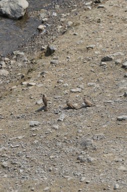Üç kadın serçe, Passer domesticus, Nisan ayında El Rafisah Barajı dinlenme alanındaki Hawd al Bid 'ah rezervuarının kıyısında oturuyor. Serçe, Serçe familyasından bir kuş türü. Wadi Wshee, Sharjah, BAE.              