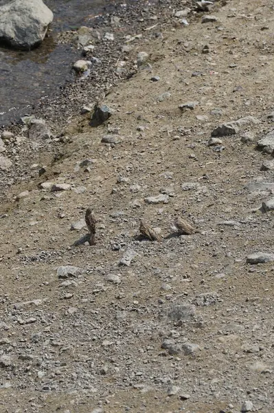 Üç kadın serçe, Passer domesticus, Nisan ayında El Rafisah Barajı dinlenme alanındaki Hawd al Bid 'ah rezervuarının kıyısında oturuyor. Serçe, Serçe familyasından bir kuş türü. Wadi Wshee, Sharjah, BAE.              