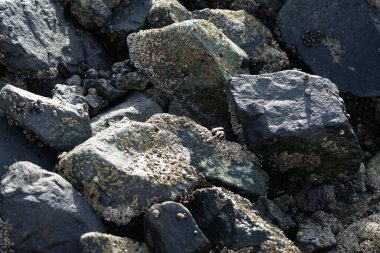 Grapsus tenuicrustatus yengeci Nisan ayında Khor Fakkan Sahili 'nde Umman Körfezi yakınlarındaki kayalara tırmanır. Grapsus tenuicrustatus (İnce kabuklu kaya yengeci, Natal lightfoot crab), başsız kabuklu bir yengeç türüdür. Khor Fakkan, Sharjah, BAE. 