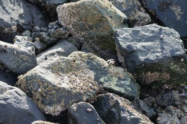 Grapsus tenuicrustatus yengeci Nisan ayında Khor Fakkan Sahili 'nde Umman Körfezi yakınlarındaki kayalara tırmanır. Grapsus tenuicrustatus (İnce kabuklu kaya yengeci, Natal lightfoot crab), başsız kabuklu bir yengeç türüdür. Khor Fakkan, Sharjah, BAE. 