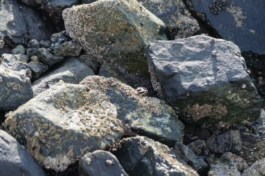 Grapsus tenuicrustatus yengeci Nisan ayında Khor Fakkan Sahili 'nde Umman Körfezi yakınlarındaki kayalara tırmanır. Grapsus tenuicrustatus (İnce kabuklu kaya yengeci, Natal lightfoot crab), başsız kabuklu bir yengeç türüdür. Khor Fakkan, Sharjah, BAE. 