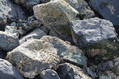 Grapsus tenuicrustatus yengeci Nisan ayında Khor Fakkan Sahili 'nde Umman Körfezi yakınlarındaki kayalara tırmanır. Grapsus tenuicrustatus (İnce kabuklu kaya yengeci, Natal lightfoot crab), başsız kabuklu bir yengeç türüdür. Khor Fakkan, Sharjah, BAE. 