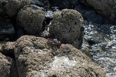 Grapsus tenuicrustatus yengeci Nisan ayında Khor Fakkan Sahili 'nde Umman Körfezi yakınlarındaki kayalara tırmanır. Grapsus tenuicrustatus (İnce kabuklu kaya yengeci, Natal lightfoot crab), başsız kabuklu bir yengeç türüdür. Khor Fakkan, Sharjah, BAE. 