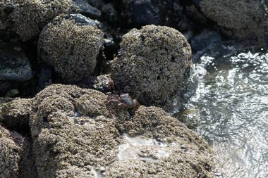 Grapsus tenuicrustatus yengeci Nisan ayında Khor Fakkan Sahili 'nde Umman Körfezi yakınlarındaki kayalara tırmanır. Grapsus tenuicrustatus (İnce kabuklu kaya yengeci, Natal lightfoot crab), başsız kabuklu bir yengeç türüdür. Khor Fakkan, Sharjah, BAE. 