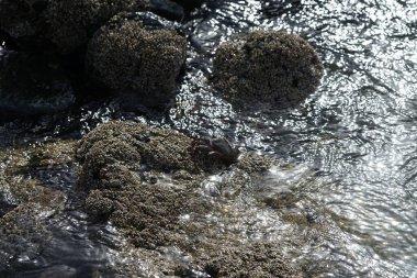 Grapsus tenuicrustatus yengeci Nisan ayında Khor Fakkan Sahili 'nde Umman Körfezi yakınlarındaki kayalara tırmanır. Grapsus tenuicrustatus (İnce kabuklu kaya yengeci, Natal lightfoot crab), başsız kabuklu bir yengeç türüdür. Khor Fakkan, Sharjah, BAE. 