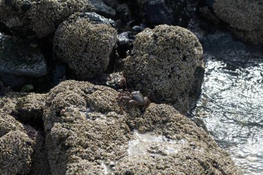 Grapsus tenuicrustatus yengeci Nisan ayında Khor Fakkan Sahili 'nde Umman Körfezi yakınlarındaki kayalara tırmanır. Grapsus tenuicrustatus (İnce kabuklu kaya yengeci, Natal lightfoot crab), başsız kabuklu bir yengeç türüdür. Khor Fakkan, Sharjah, BAE. 