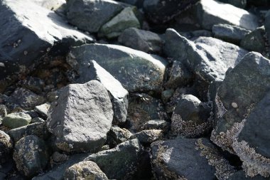 Grapsus tenuicrustatus yengeci Nisan ayında Khor Fakkan Sahili 'nde Umman Körfezi yakınlarındaki kayalara tırmanır. Grapsus tenuicrustatus (İnce kabuklu kaya yengeci, Natal lightfoot crab), başsız kabuklu bir yengeç türüdür. Khor Fakkan, Sharjah, BAE. 