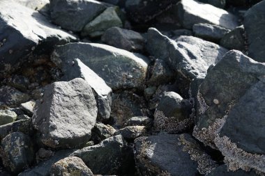 Grapsus tenuicrustatus yengeci Nisan ayında Khor Fakkan Sahili 'nde Umman Körfezi yakınlarındaki kayalara tırmanır. Grapsus tenuicrustatus (İnce kabuklu kaya yengeci, Natal lightfoot crab), başsız kabuklu bir yengeç türüdür. Khor Fakkan, Sharjah, BAE. 