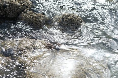 Grapsus tenuicrustatus yengeci Nisan ayında Khor Fakkan Sahili 'nde Umman Körfezi yakınlarındaki kayalara tırmanır. Grapsus tenuicrustatus (İnce kabuklu kaya yengeci, Natal lightfoot crab), başsız kabuklu bir yengeç türüdür. Khor Fakkan, Sharjah, BAE. 