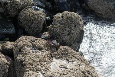 Grapsus tenuicrustatus yengeci Nisan ayında Khor Fakkan Sahili 'nde Umman Körfezi yakınlarındaki kayalara tırmanır. Grapsus tenuicrustatus (İnce kabuklu kaya yengeci, Natal lightfoot crab), başsız kabuklu bir yengeç türüdür. Khor Fakkan, Sharjah, BAE. 