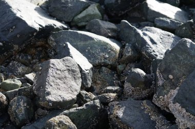 Grapsus tenuicrustatus yengeci Nisan ayında Khor Fakkan Sahili 'nde Umman Körfezi yakınlarındaki kayalara tırmanır. Grapsus tenuicrustatus (İnce kabuklu kaya yengeci, Natal lightfoot crab), başsız kabuklu bir yengeç türüdür. Khor Fakkan, Sharjah, BAE. 