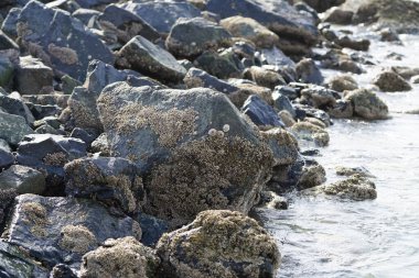 Grapsus tenuicrustatus yengeci Nisan ayında Khor Fakkan Sahili 'nde Umman Körfezi yakınlarındaki kayalara tırmanır. Grapsus tenuicrustatus (İnce kabuklu kaya yengeci, Natal lightfoot crab), başsız kabuklu bir yengeç türüdür. Khor Fakkan, Sharjah, BAE. 