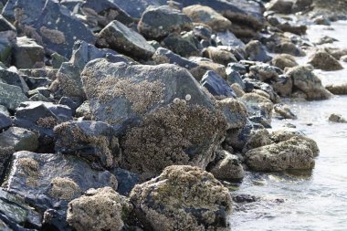 Grapsus tenuicrustatus yengeci Nisan ayında Khor Fakkan Sahili 'nde Umman Körfezi yakınlarındaki kayalara tırmanır. Grapsus tenuicrustatus (İnce kabuklu kaya yengeci, Natal lightfoot crab), başsız kabuklu bir yengeç türüdür. Khor Fakkan, Sharjah, BAE. 
