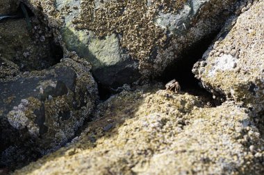 Grapsus tenuicrustatus yengeci Nisan ayında Khor Fakkan Sahili 'nde Umman Körfezi yakınlarındaki kayalara tırmanır. Grapsus tenuicrustatus (İnce kabuklu kaya yengeci, Natal lightfoot crab), başsız kabuklu bir yengeç türüdür. Khor Fakkan, Sharjah, BAE. 