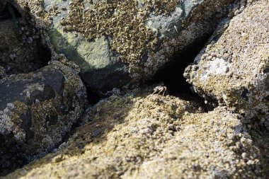 Grapsus tenuicrustatus yengeci Nisan ayında Khor Fakkan Sahili 'nde Umman Körfezi yakınlarındaki kayalara tırmanır. Grapsus tenuicrustatus (İnce kabuklu kaya yengeci, Natal lightfoot crab), başsız kabuklu bir yengeç türüdür. Khor Fakkan, Sharjah, BAE. 