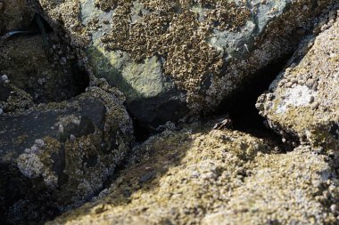 Grapsus tenuicrustatus yengeci Nisan ayında Khor Fakkan Sahili 'nde Umman Körfezi yakınlarındaki kayalara tırmanır. Grapsus tenuicrustatus (İnce kabuklu kaya yengeci, Natal lightfoot crab), başsız kabuklu bir yengeç türüdür. Khor Fakkan, Sharjah, BAE. 