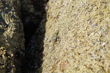 Grapsus tenuicrustatus yengeci Nisan ayında Khor Fakkan Sahili 'nde Umman Körfezi yakınlarındaki kayalara tırmanır. Grapsus tenuicrustatus (İnce kabuklu kaya yengeci, Natal lightfoot crab), başsız kabuklu bir yengeç türüdür. Khor Fakkan, Sharjah, BAE. 