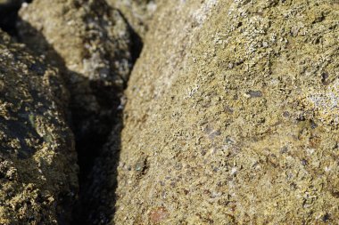 Grapsus tenuicrustatus yengeci Nisan ayında Khor Fakkan Sahili 'nde Umman Körfezi yakınlarındaki kayalara tırmanır. Grapsus tenuicrustatus (İnce kabuklu kaya yengeci, Natal lightfoot crab), başsız kabuklu bir yengeç türüdür. Khor Fakkan, Sharjah, BAE. 