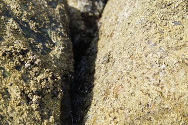 Grapsus tenuicrustatus yengeci Nisan ayında Khor Fakkan Sahili 'nde Umman Körfezi yakınlarındaki kayalara tırmanır. Grapsus tenuicrustatus (İnce kabuklu kaya yengeci, Natal lightfoot crab), başsız kabuklu bir yengeç türüdür. Khor Fakkan, Sharjah, BAE. 