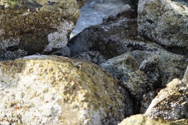 Grapsus tenuicrustatus yengeci Nisan ayında Khor Fakkan Sahili 'nde Umman Körfezi yakınlarındaki kayalara tırmanır. Grapsus tenuicrustatus (İnce kabuklu kaya yengeci, Natal lightfoot crab), başsız kabuklu bir yengeç türüdür. Khor Fakkan, Sharjah, BAE. 