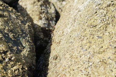 Grapsus tenuicrustatus yengeci Nisan ayında Khor Fakkan Sahili 'nde Umman Körfezi yakınlarındaki kayalara tırmanır. Grapsus tenuicrustatus (İnce kabuklu kaya yengeci, Natal lightfoot crab), başsız kabuklu bir yengeç türüdür. Khor Fakkan, Sharjah, BAE. 