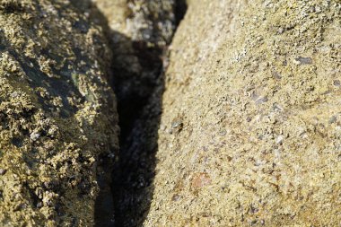 Grapsus tenuicrustatus yengeci Nisan ayında Khor Fakkan Sahili 'nde Umman Körfezi yakınlarındaki kayalara tırmanır. Grapsus tenuicrustatus (İnce kabuklu kaya yengeci, Natal lightfoot crab), başsız kabuklu bir yengeç türüdür. Khor Fakkan, Sharjah, BAE. 