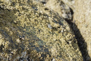 Grapsus tenuicrustatus yengeci Nisan ayında Khor Fakkan Sahili 'nde Umman Körfezi yakınlarındaki kayalara tırmanır. Grapsus tenuicrustatus (İnce kabuklu kaya yengeci, Natal lightfoot crab), başsız kabuklu bir yengeç türüdür. Khor Fakkan, Sharjah, BAE. 