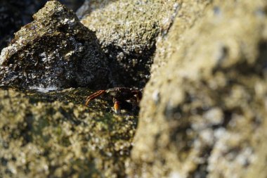 Grapsus tenuicrustatus yengeci Nisan ayında Khor Fakkan Sahili 'nde Umman Körfezi yakınlarındaki kayalara tırmanır. Grapsus tenuicrustatus (İnce kabuklu kaya yengeci, Natal lightfoot crab), başsız kabuklu bir yengeç türüdür. Khor Fakkan, Sharjah, BAE. 