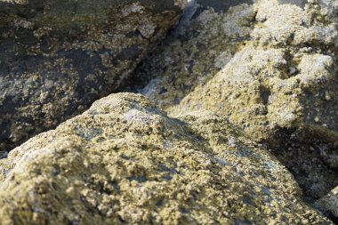 Grapsus tenuicrustatus yengeci Nisan ayında Khor Fakkan Sahili 'nde Umman Körfezi yakınlarındaki kayalara tırmanır. Grapsus tenuicrustatus (İnce kabuklu kaya yengeci, Natal lightfoot crab), başsız kabuklu bir yengeç türüdür. Khor Fakkan, Sharjah, BAE. 