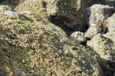 Grapsus tenuicrustatus yengeci Nisan ayında Khor Fakkan Sahili 'nde Umman Körfezi yakınlarındaki kayalara tırmanır. Grapsus tenuicrustatus (İnce kabuklu kaya yengeci, Natal lightfoot crab), başsız kabuklu bir yengeç türüdür. Khor Fakkan, Sharjah, BAE. 