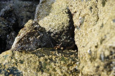 Grapsus tenuicrustatus yengeci Nisan ayında Khor Fakkan Sahili 'nde Umman Körfezi yakınlarındaki kayalara tırmanır. Grapsus tenuicrustatus (İnce kabuklu kaya yengeci, Natal lightfoot crab), başsız kabuklu bir yengeç türüdür. Khor Fakkan, Sharjah, BAE. 