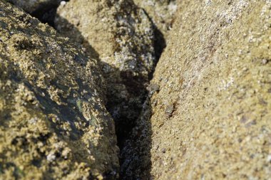 Grapsus tenuicrustatus yengeçleri Nisan ayında Khor Fakkan Sahili 'ndeki Umman Körfezi yakınlarındaki kayalara tırmanır. Grapsus tenuicrustatus (İnce kabuklu kaya yengeci, Natal lightfoot crab), başsız kabuklu bir yengeç türüdür. Khor Fakkan, Sharjah, BAE.  