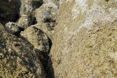 Grapsus tenuicrustatus yengeçleri Nisan ayında Khor Fakkan Sahili 'ndeki Umman Körfezi yakınlarındaki kayalara tırmanır. Grapsus tenuicrustatus (İnce kabuklu kaya yengeci, Natal lightfoot crab), başsız kabuklu bir yengeç türüdür. Khor Fakkan, Sharjah, BAE.  
