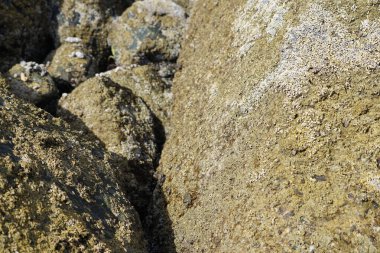 Grapsus tenuicrustatus yengeçleri Nisan ayında Khor Fakkan Sahili 'ndeki Umman Körfezi yakınlarındaki kayalara tırmanır. Grapsus tenuicrustatus (İnce kabuklu kaya yengeci, Natal lightfoot crab), başsız kabuklu bir yengeç türüdür. Khor Fakkan, Sharjah, BAE.  