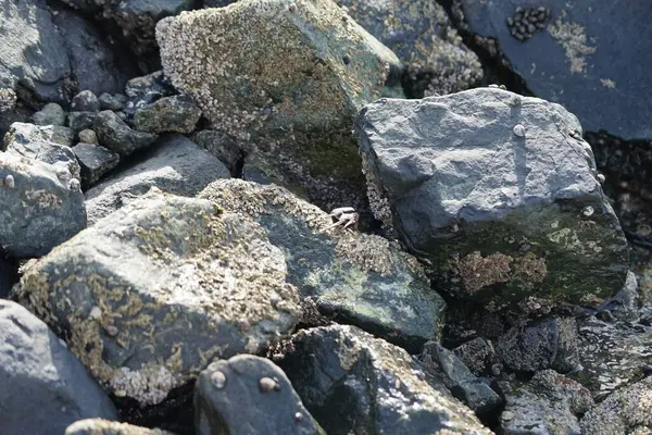 Grapsus tenuicrustatus yengeci Nisan ayında Khor Fakkan Sahili 'nde Umman Körfezi yakınlarındaki kayalara tırmanır. Grapsus tenuicrustatus (İnce kabuklu kaya yengeci, Natal lightfoot crab), başsız kabuklu bir yengeç türüdür. Khor Fakkan, Sharjah, BAE. 