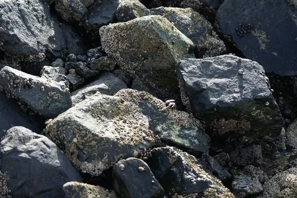 Grapsus tenuicrustatus yengeci Nisan ayında Khor Fakkan Sahili 'nde Umman Körfezi yakınlarındaki kayalara tırmanır. Grapsus tenuicrustatus (İnce kabuklu kaya yengeci, Natal lightfoot crab), başsız kabuklu bir yengeç türüdür. Khor Fakkan, Sharjah, BAE. 