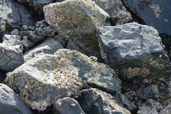 Grapsus tenuicrustatus yengeci Nisan ayında Khor Fakkan Sahili 'nde Umman Körfezi yakınlarındaki kayalara tırmanır. Grapsus tenuicrustatus (İnce kabuklu kaya yengeci, Natal lightfoot crab), başsız kabuklu bir yengeç türüdür. Khor Fakkan, Sharjah, BAE. 