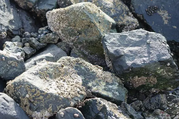 Grapsus tenuicrustatus yengeci Nisan ayında Khor Fakkan Sahili 'nde Umman Körfezi yakınlarındaki kayalara tırmanır. Grapsus tenuicrustatus (İnce kabuklu kaya yengeci, Natal lightfoot crab), başsız kabuklu bir yengeç türüdür. Khor Fakkan, Sharjah, BAE. 