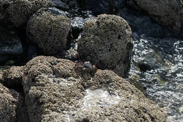 Grapsus tenuicrustatus yengeci Nisan ayında Khor Fakkan Sahili 'nde Umman Körfezi yakınlarındaki kayalara tırmanır. Grapsus tenuicrustatus (İnce kabuklu kaya yengeci, Natal lightfoot crab), başsız kabuklu bir yengeç türüdür. Khor Fakkan, Sharjah, BAE. 