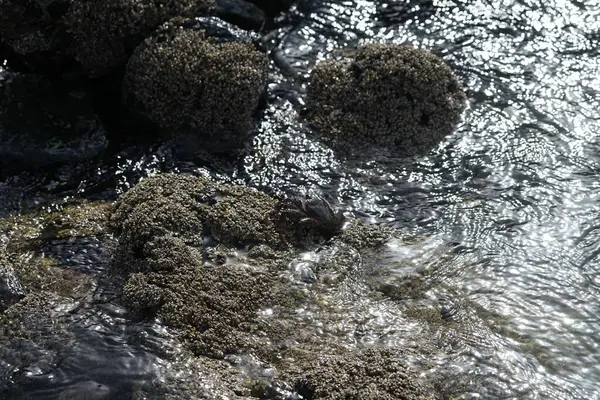 Grapsus tenuicrustatus yengeci Nisan ayında Khor Fakkan Sahili 'nde Umman Körfezi yakınlarındaki kayalara tırmanır. Grapsus tenuicrustatus (İnce kabuklu kaya yengeci, Natal lightfoot crab), başsız kabuklu bir yengeç türüdür. Khor Fakkan, Sharjah, BAE. 