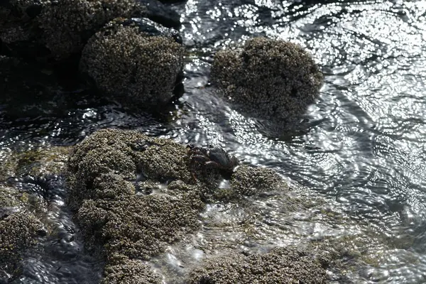 Grapsus tenuicrustatus yengeci Nisan ayında Khor Fakkan Sahili 'nde Umman Körfezi yakınlarındaki kayalara tırmanır. Grapsus tenuicrustatus (İnce kabuklu kaya yengeci, Natal lightfoot crab), başsız kabuklu bir yengeç türüdür. Khor Fakkan, Sharjah, BAE. 