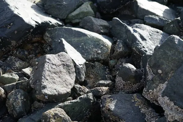 Grapsus tenuicrustatus yengeci Nisan ayında Khor Fakkan Sahili 'nde Umman Körfezi yakınlarındaki kayalara tırmanır. Grapsus tenuicrustatus (İnce kabuklu kaya yengeci, Natal lightfoot crab), başsız kabuklu bir yengeç türüdür. Khor Fakkan, Sharjah, BAE. 