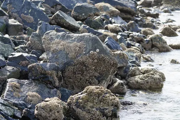 Grapsus tenuicrustatus yengeci Nisan ayında Khor Fakkan Sahili 'nde Umman Körfezi yakınlarındaki kayalara tırmanır. Grapsus tenuicrustatus (İnce kabuklu kaya yengeci, Natal lightfoot crab), başsız kabuklu bir yengeç türüdür. Khor Fakkan, Sharjah, BAE. 
