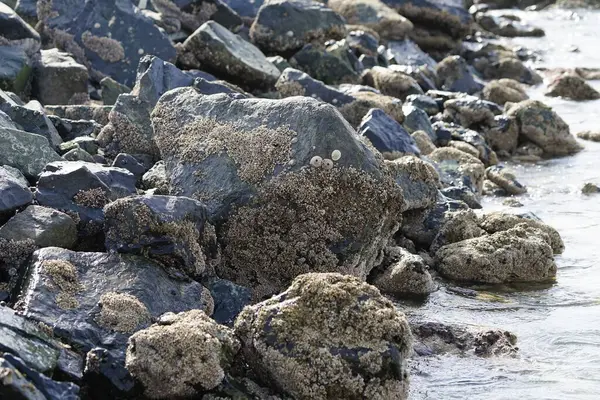 Grapsus tenuicrustatus yengeci Nisan ayında Khor Fakkan Sahili 'nde Umman Körfezi yakınlarındaki kayalara tırmanır. Grapsus tenuicrustatus (İnce kabuklu kaya yengeci, Natal lightfoot crab), başsız kabuklu bir yengeç türüdür. Khor Fakkan, Sharjah, BAE. 